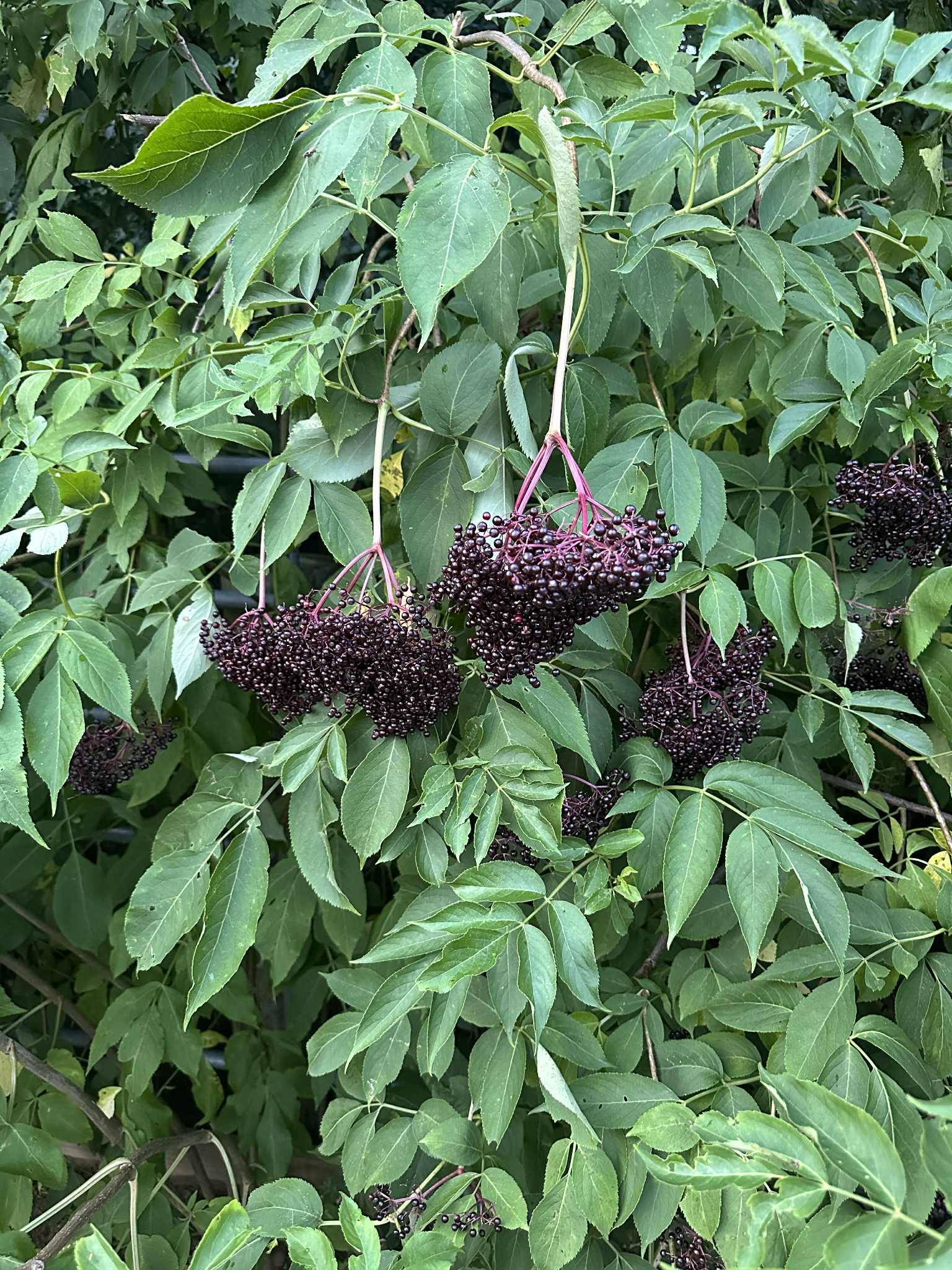 Two clusters of dark purple berries hang from pink stems among green leaves.