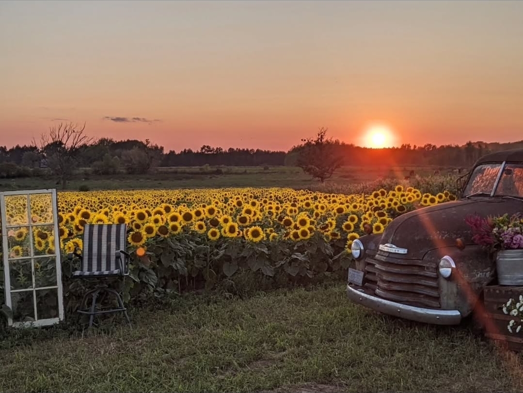 Sunset over a sunflower field with an old vehicle and garden decor in foreground.