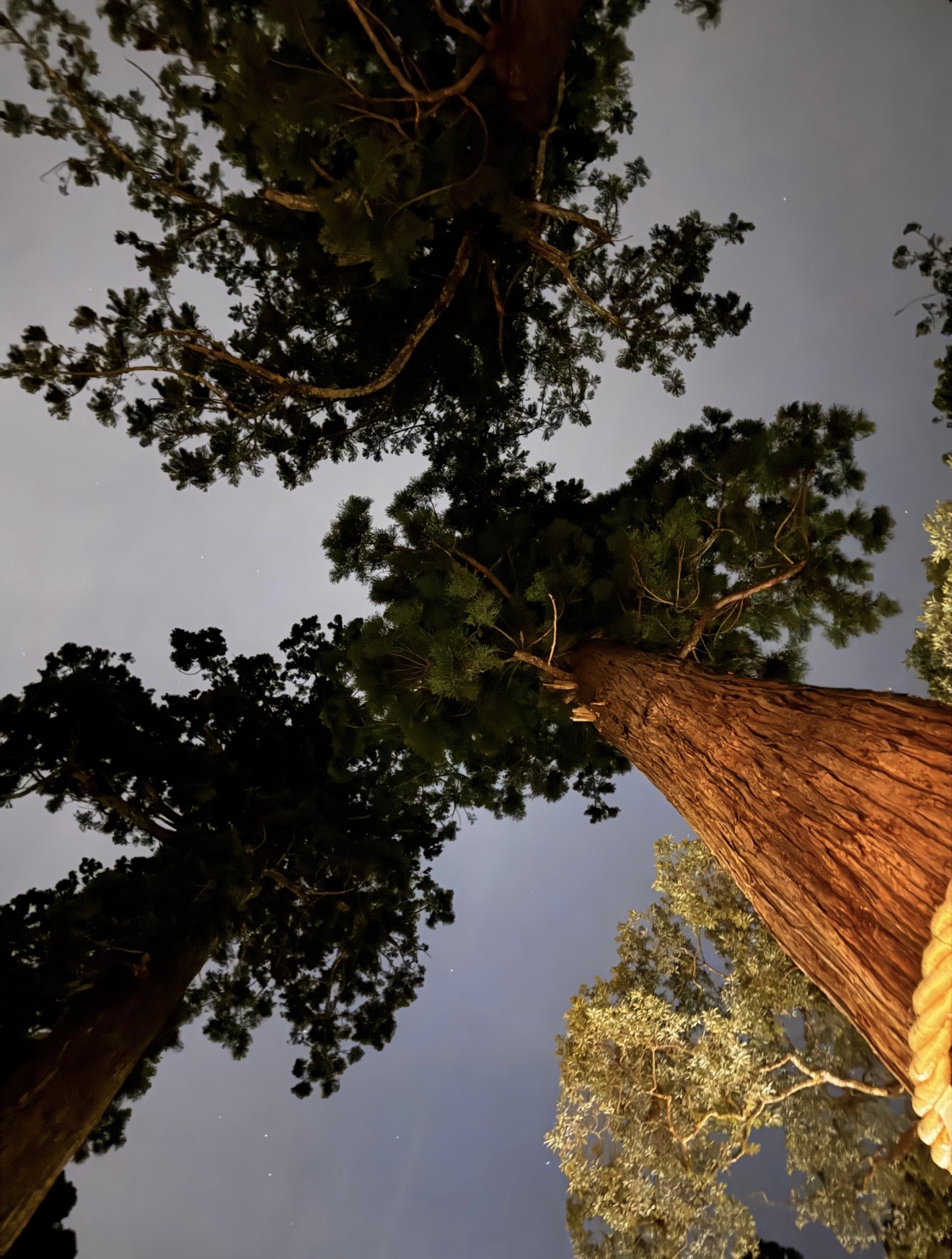 Looking up at tall trees with green leaves against a cloudy sky.