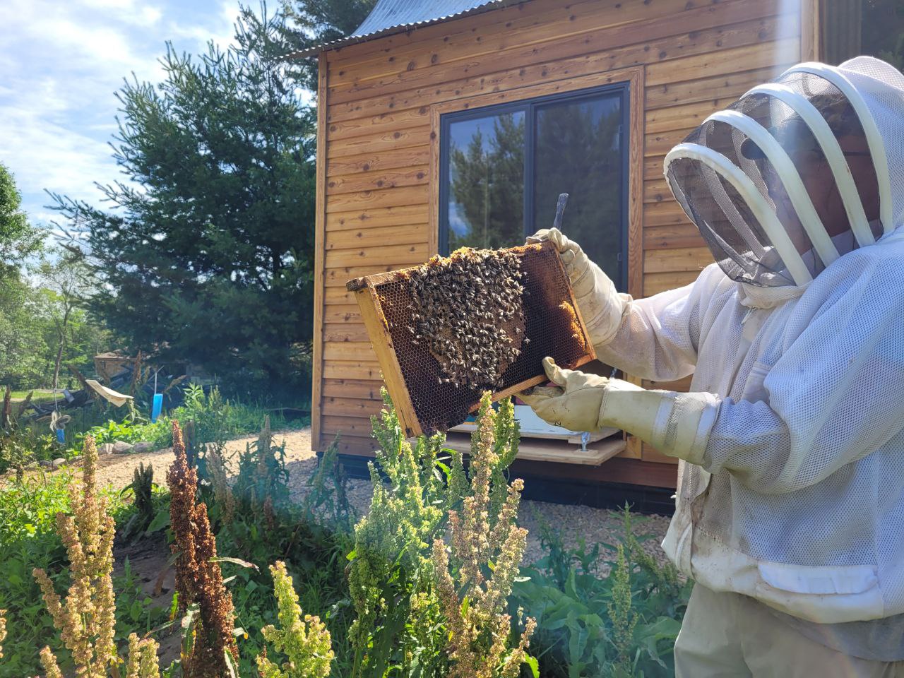 Person in protective gear holding a honeycomb frame outdoors near a wooden building, with garden plants in the background.