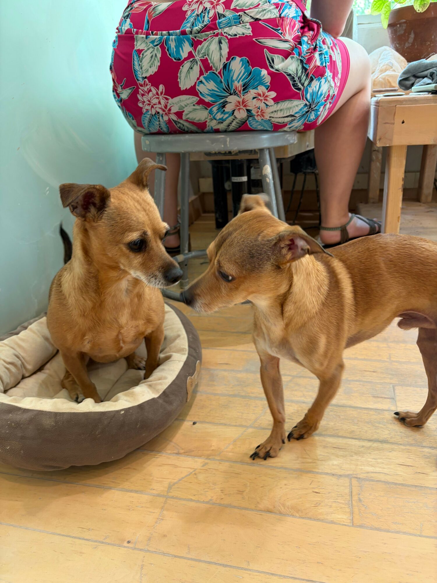 Two dogs on a wooden floor, one sitting in a dog bed and the other standing nearby, with a person sitting on a chair.