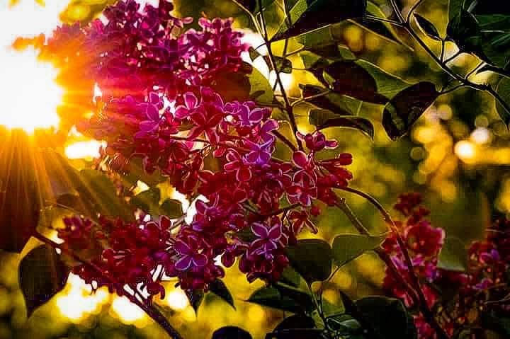 Sunlight filters through pink and purple flowers and green leaves on a tree.