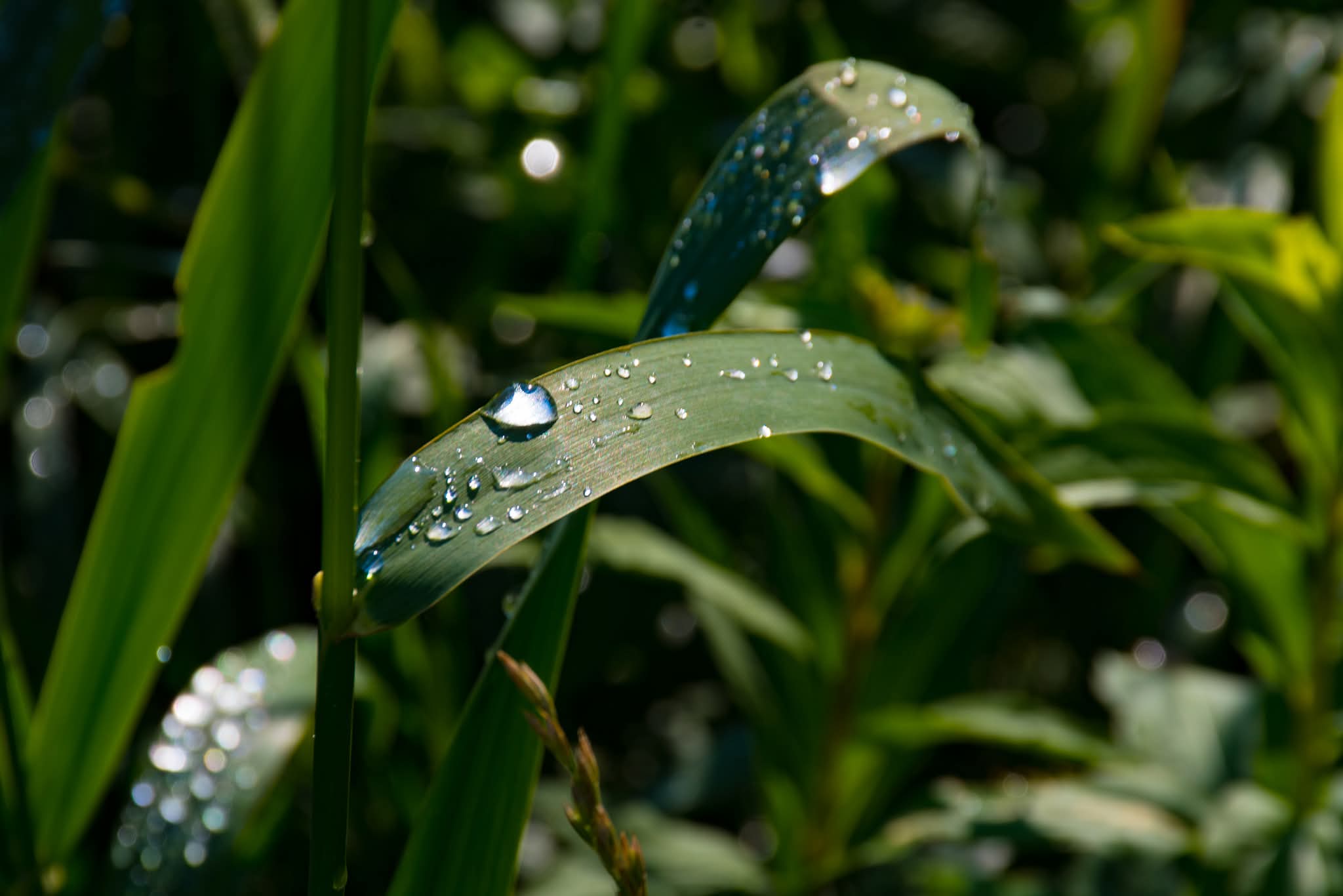 Close-up of a green leaf with water droplets, surrounded by other green plants, in natural light.