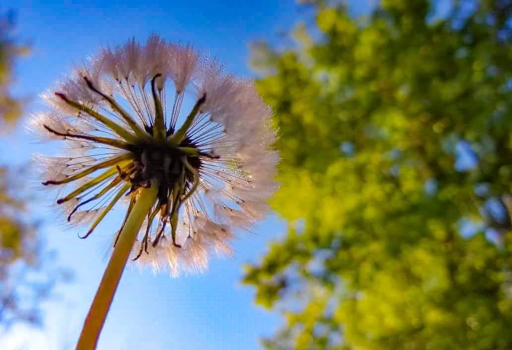 Close-up of a dandelion seed head against a blue sky with green trees in the background.
