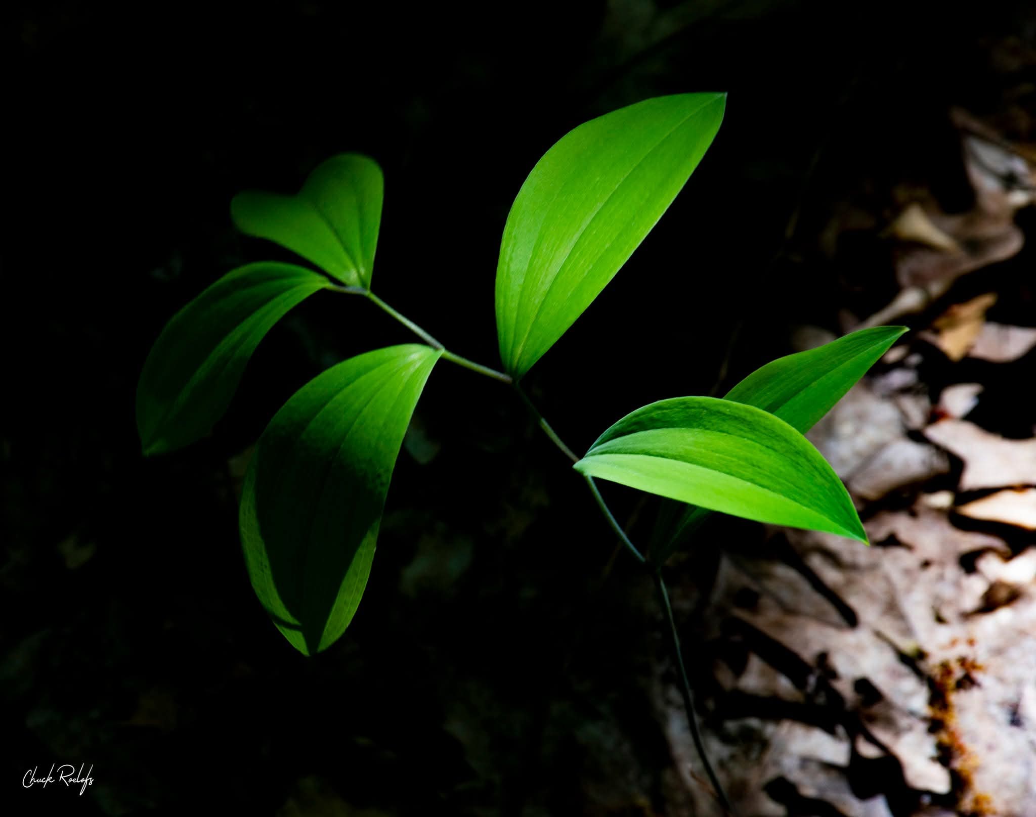 Green plant with five leaves in dark background, some leaves illuminated, and soil visible on the right side.