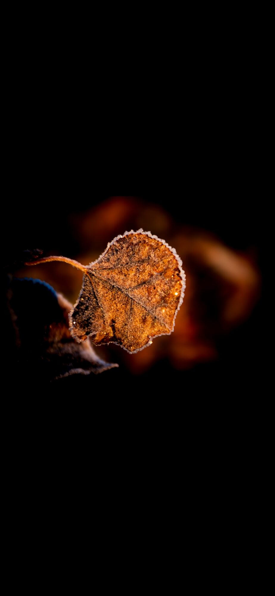 Close-up of a dried leaf with a dark background, showing detailed texture and edges.