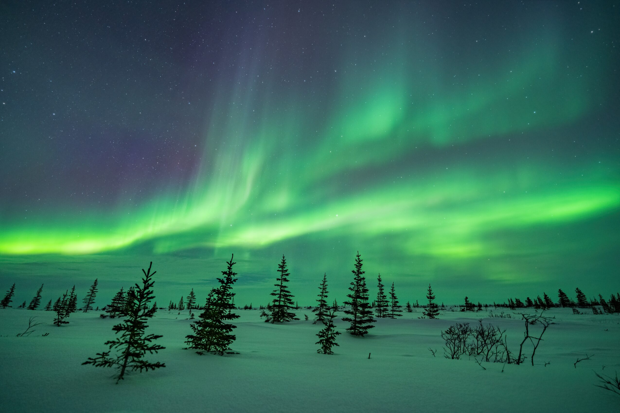 Northern lights in the sky above a snowy landscape with small trees, under a starry night sky.