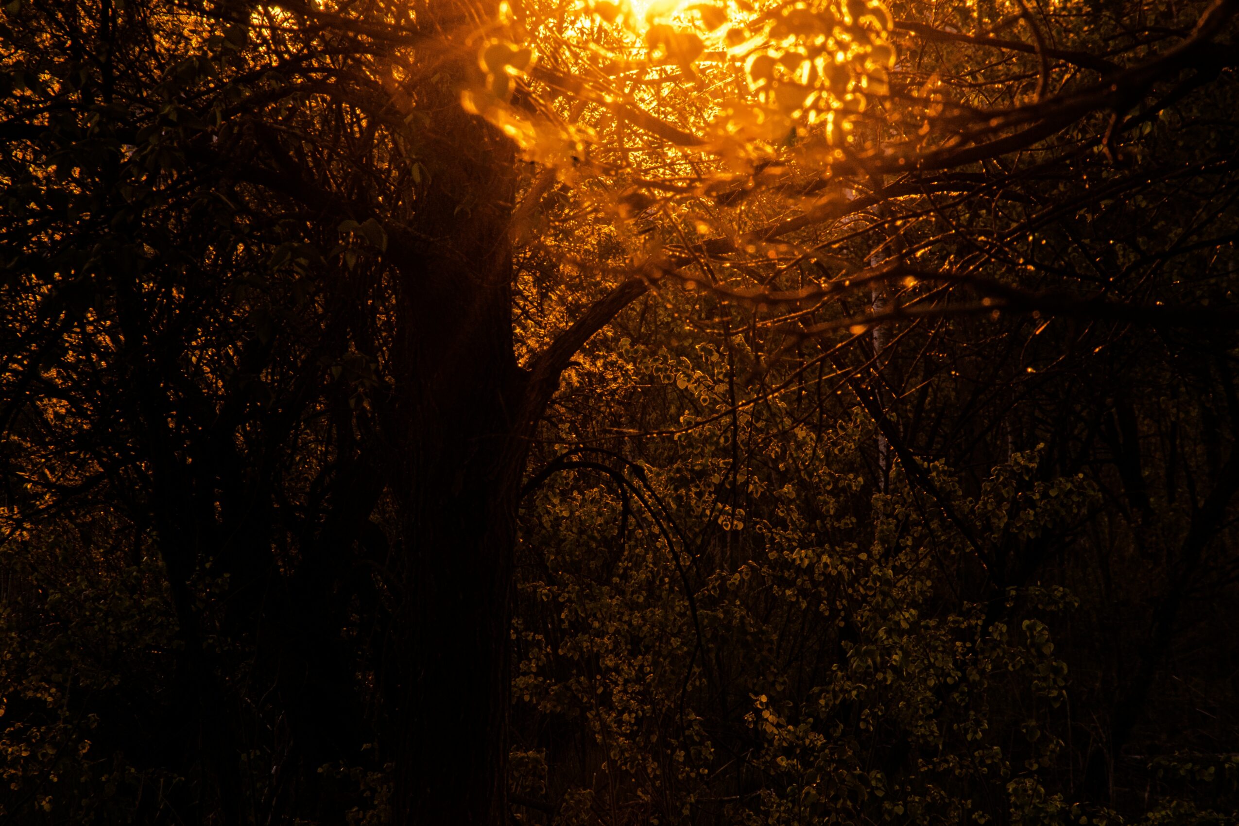 Sunlight filters through tree branches with orange leaves, illuminating the forest scene.