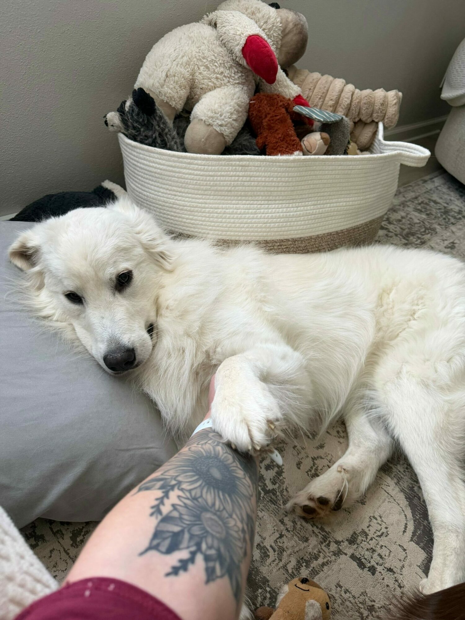 White dog lying on a patterned rug, with a person's arm and tattoo visible, near a basket of stuffed toys.