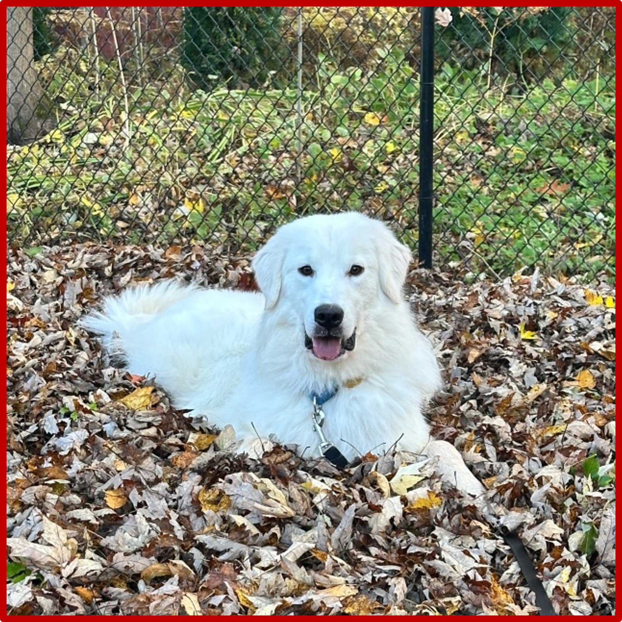 White dog lying in fallen leaves outdoors, behind a chain-link fence, with trees and foliage in the background.