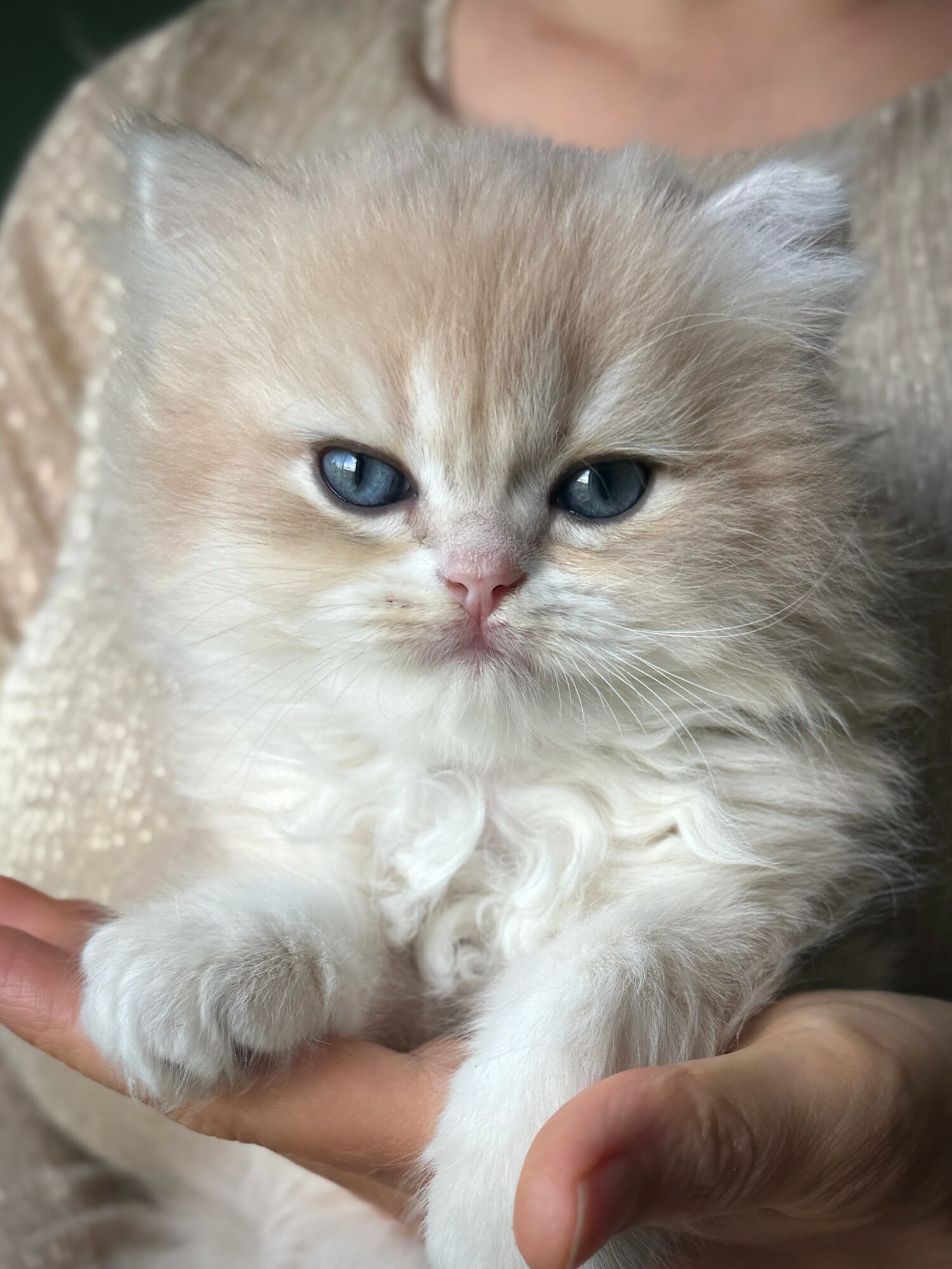 Fluffy kitten with blue eyes being held by a person, close-up view.