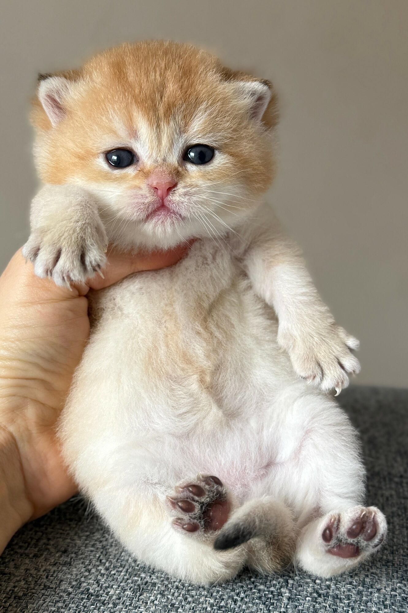 Small kitten with orange and white fur, being held up, sitting on a gray surface, looking at the camera.