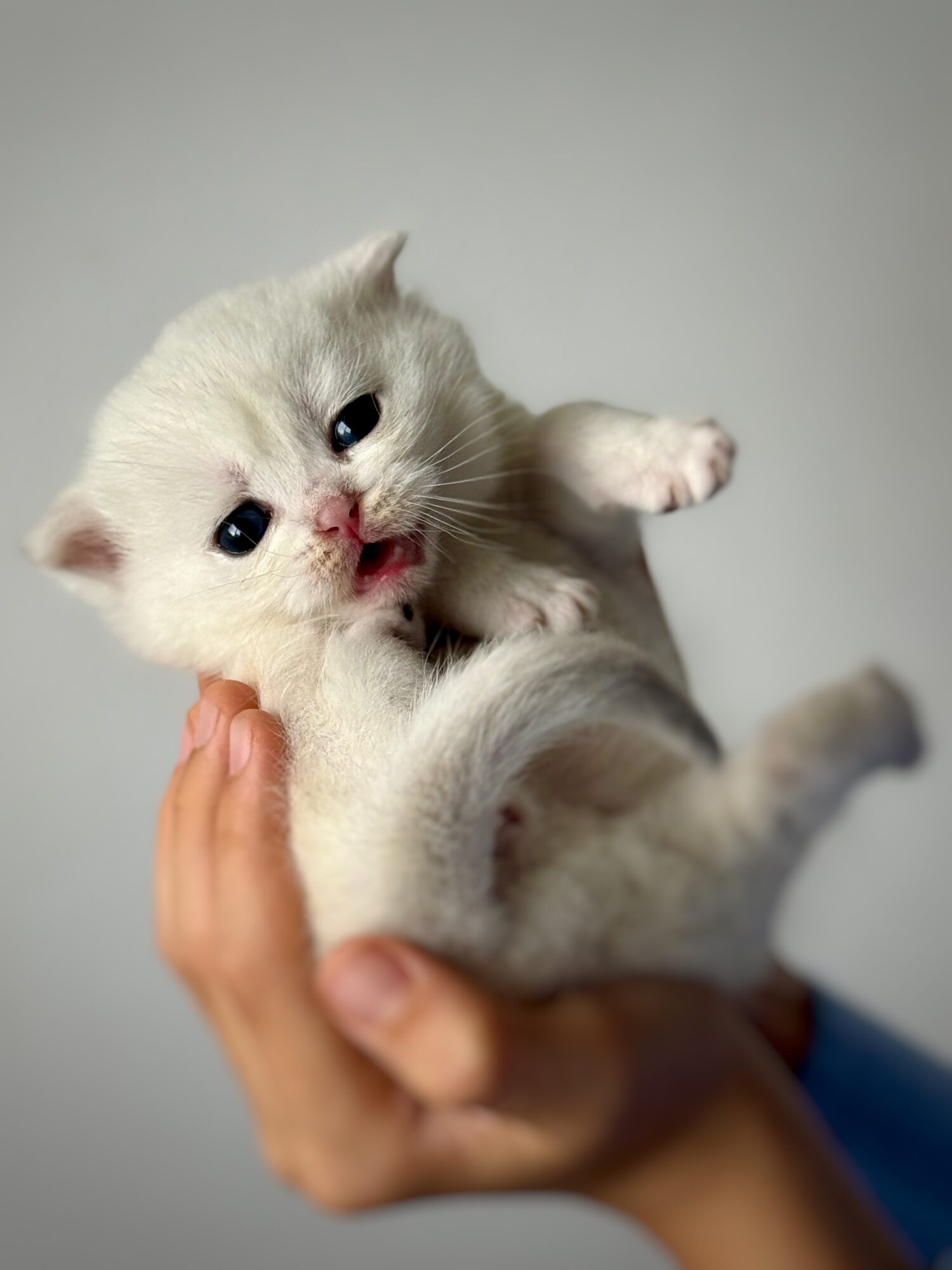 Person holding a tiny white kitten with blue eyes, mouth open, and paws raised, against a plain background.