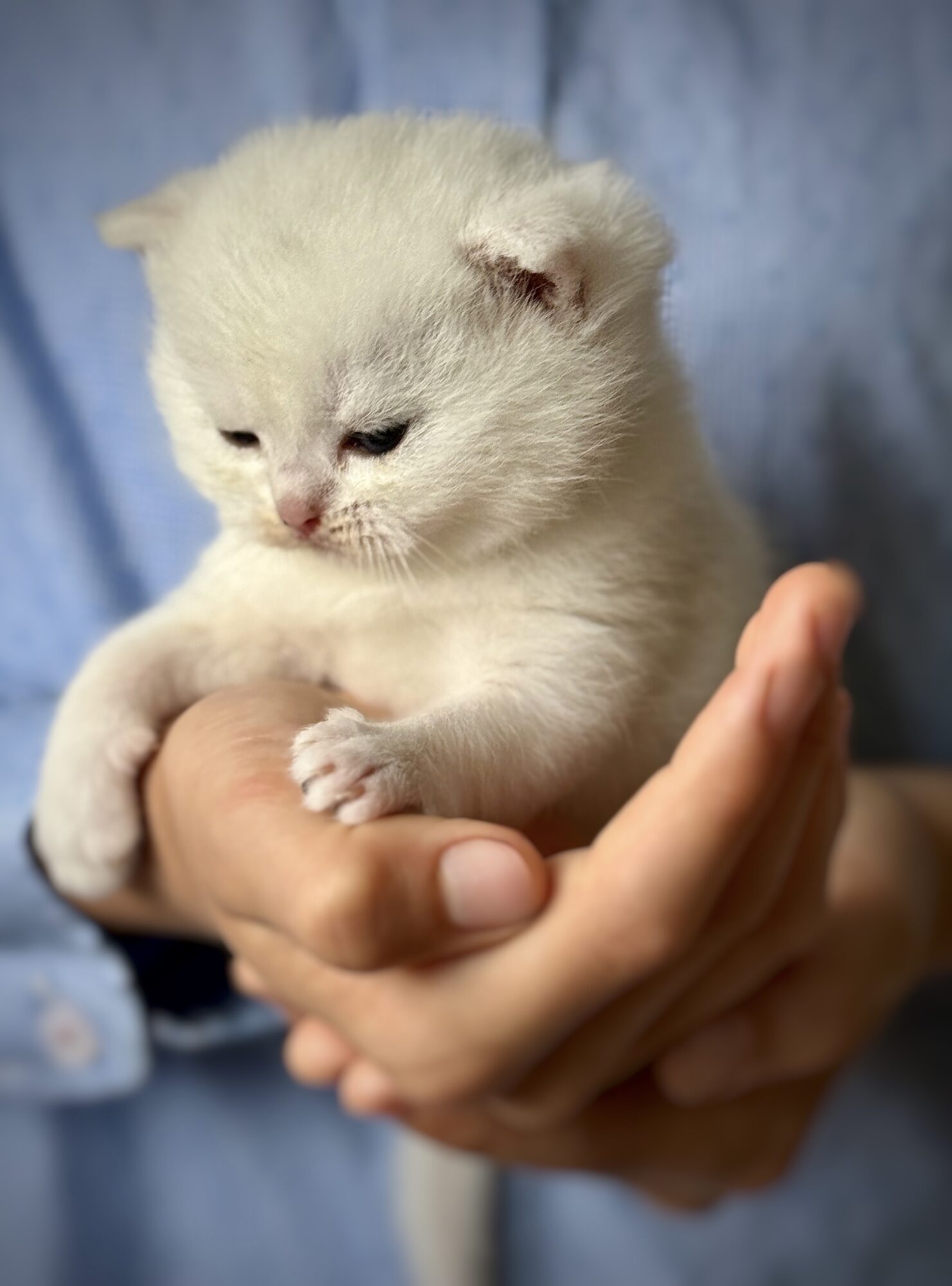 A small, light-colored kitten is held gently in a person's hand against a blue background.