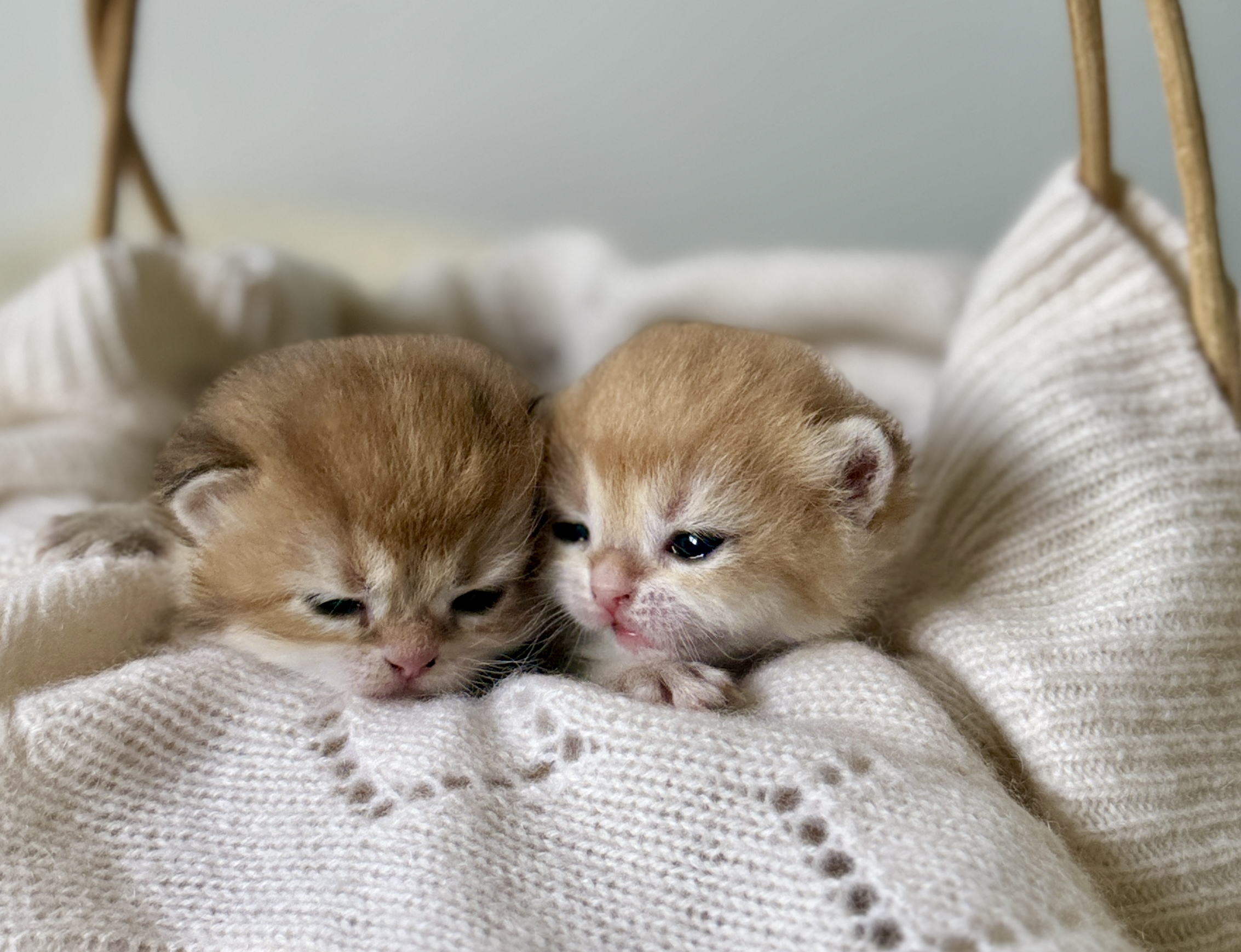 Two small kittens lying close together on a soft blanket, facing forward with relaxed expressions.
