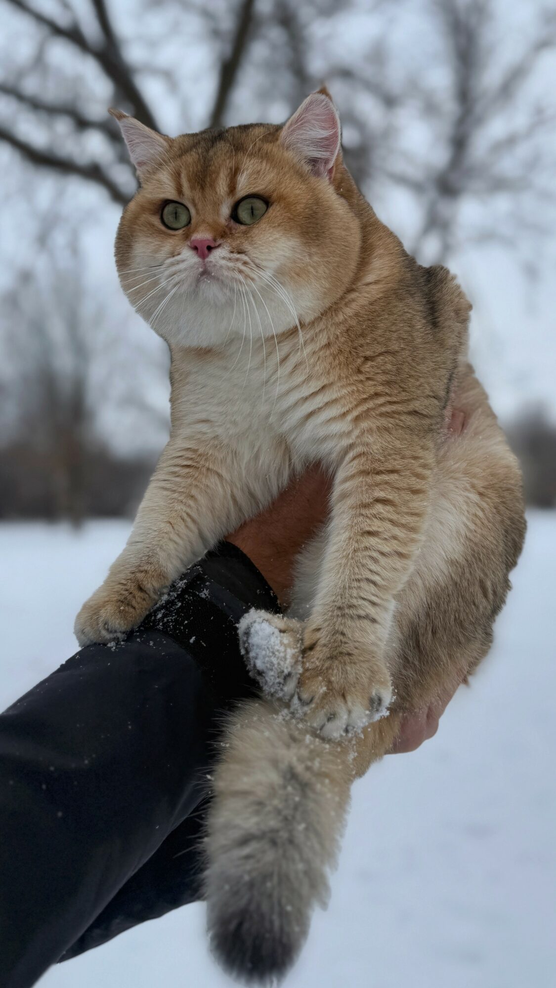 Person holding a golden cat outdoors in snow, with trees in background.