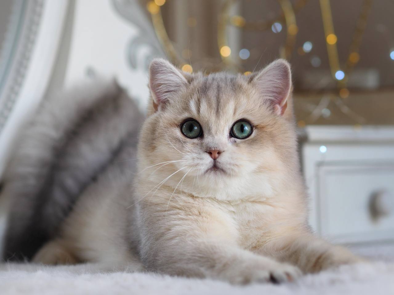 A light-colored kitten with blue eyes lying on a soft surface indoors, with blurred background and decorative lights