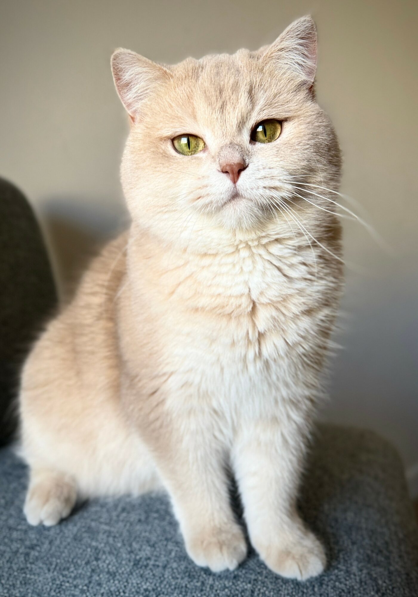 Cream-colored cat with green eyes sitting on a surface, facing forward, with a neutral background.