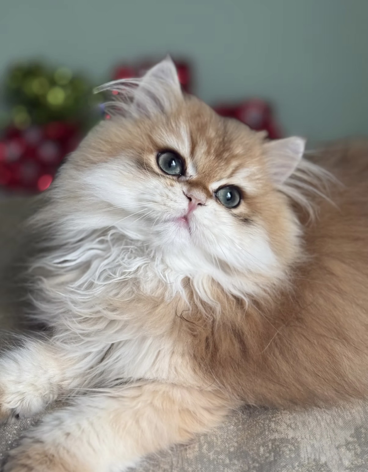 Fluffy, long-haired kitten with blue eyes lying on a surface, with blurred holiday decorations in background.