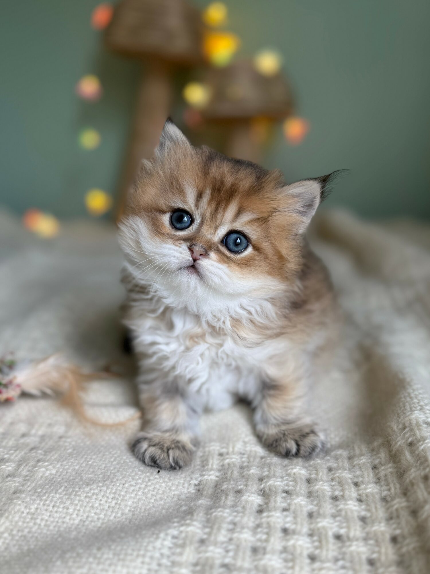 Cute kitten with blue eyes sitting on a textured surface, with a blurred background of colorful decorations and a green wall.