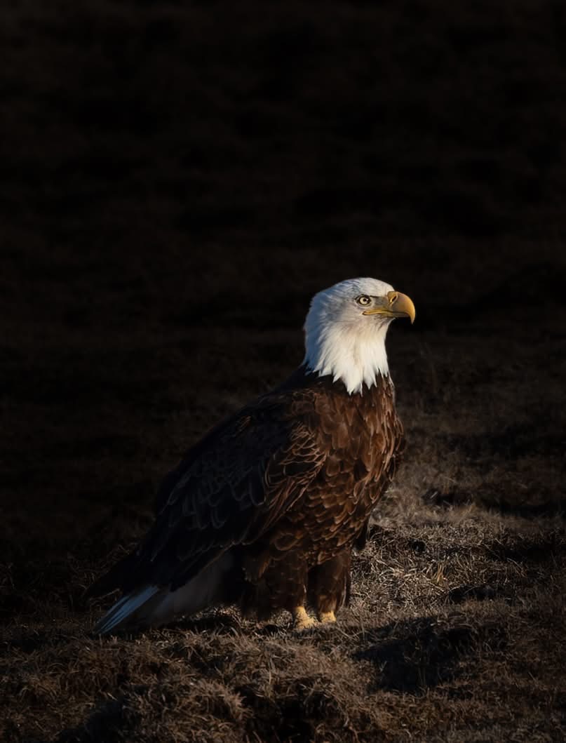 Bald eagle standing on ground with dark background, head turned to the side, detailed feathers visible.