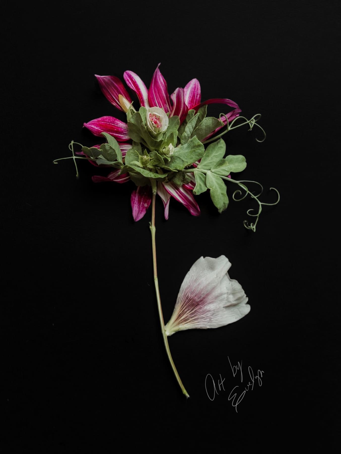 Pink and white flower with green leaves and tendrils on black background, with handwritten signature and date.