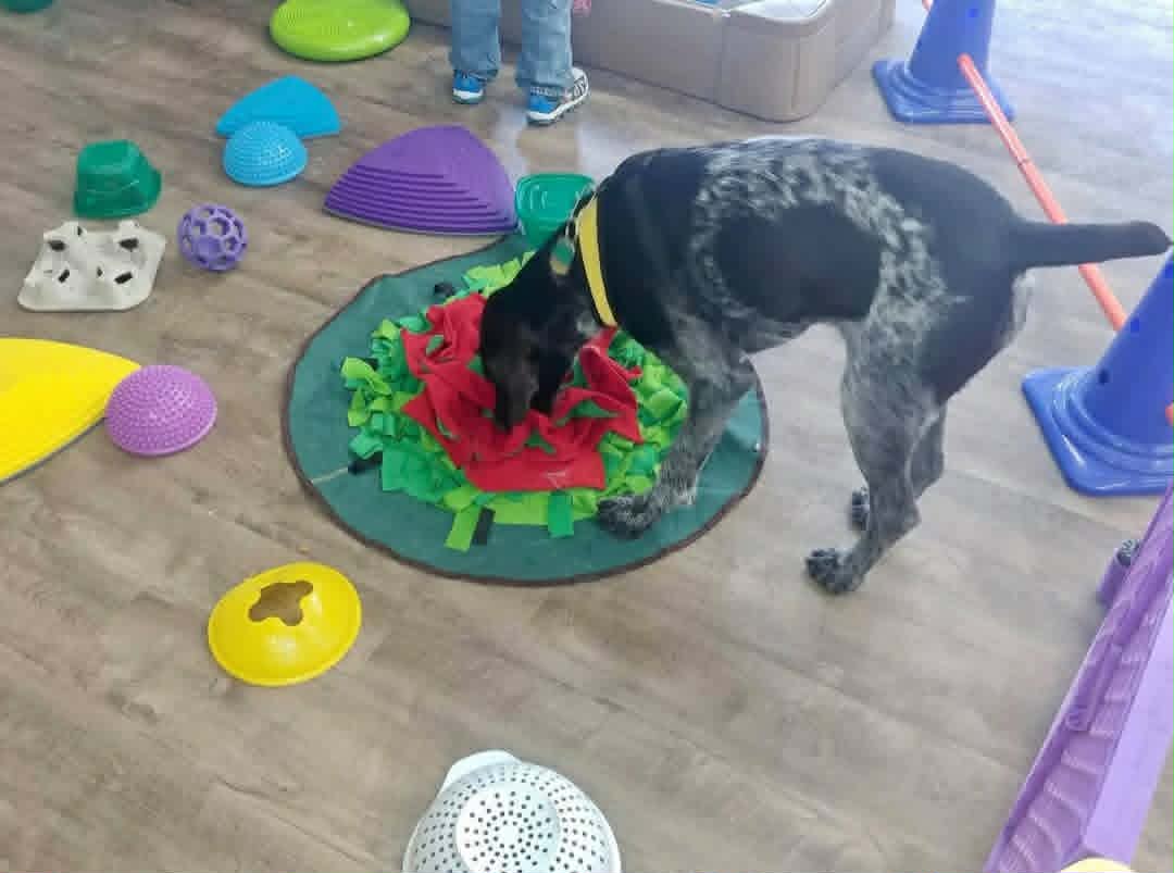 Dog with a yellow collar sniffing a red and green toy on a circular mat, surrounded by colorful objects on a wooden floor.