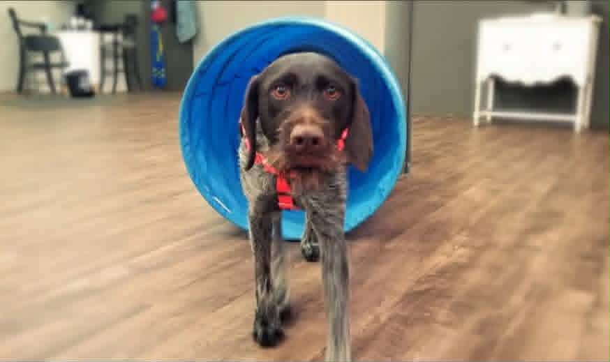 Dog with a brown and black coat walking through a blue tunnel indoors, on a wooden floor.