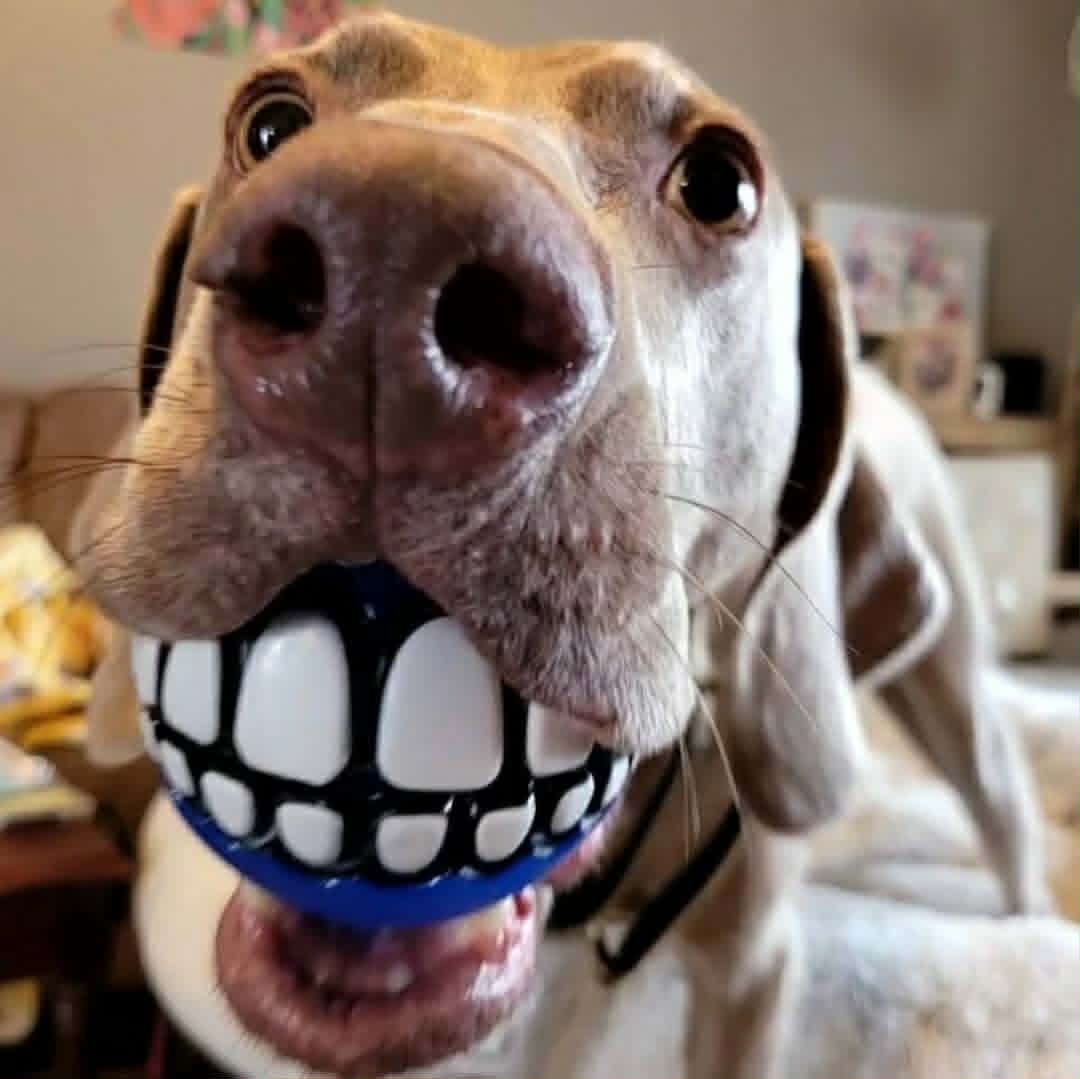 Dog holding a ball with a cartoonish mouth design in its mouth, close-up view, indoor setting