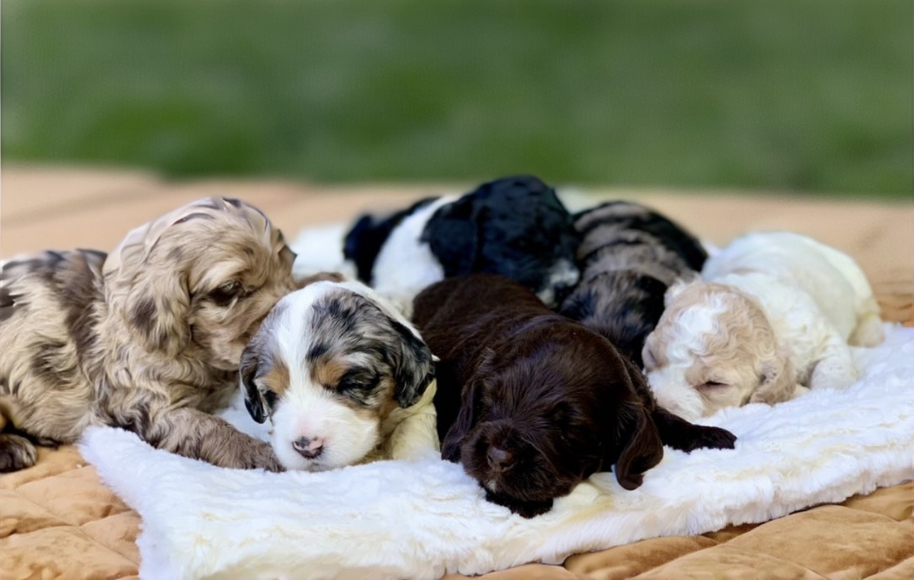 Group of puppies lying on a blanket outdoors, some resting and some awake, with green grass in the background.
