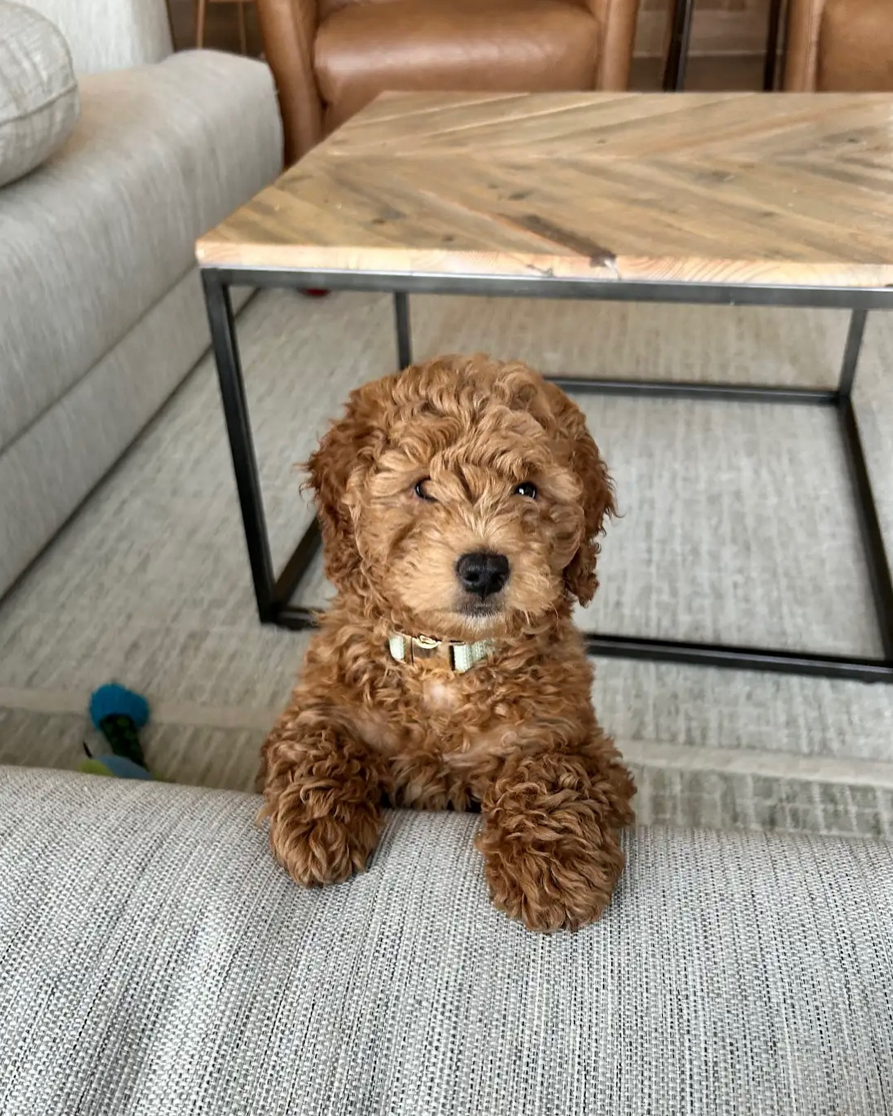 A curly-haired puppy sitting on a gray sofa, with a wooden table and chairs in the background.