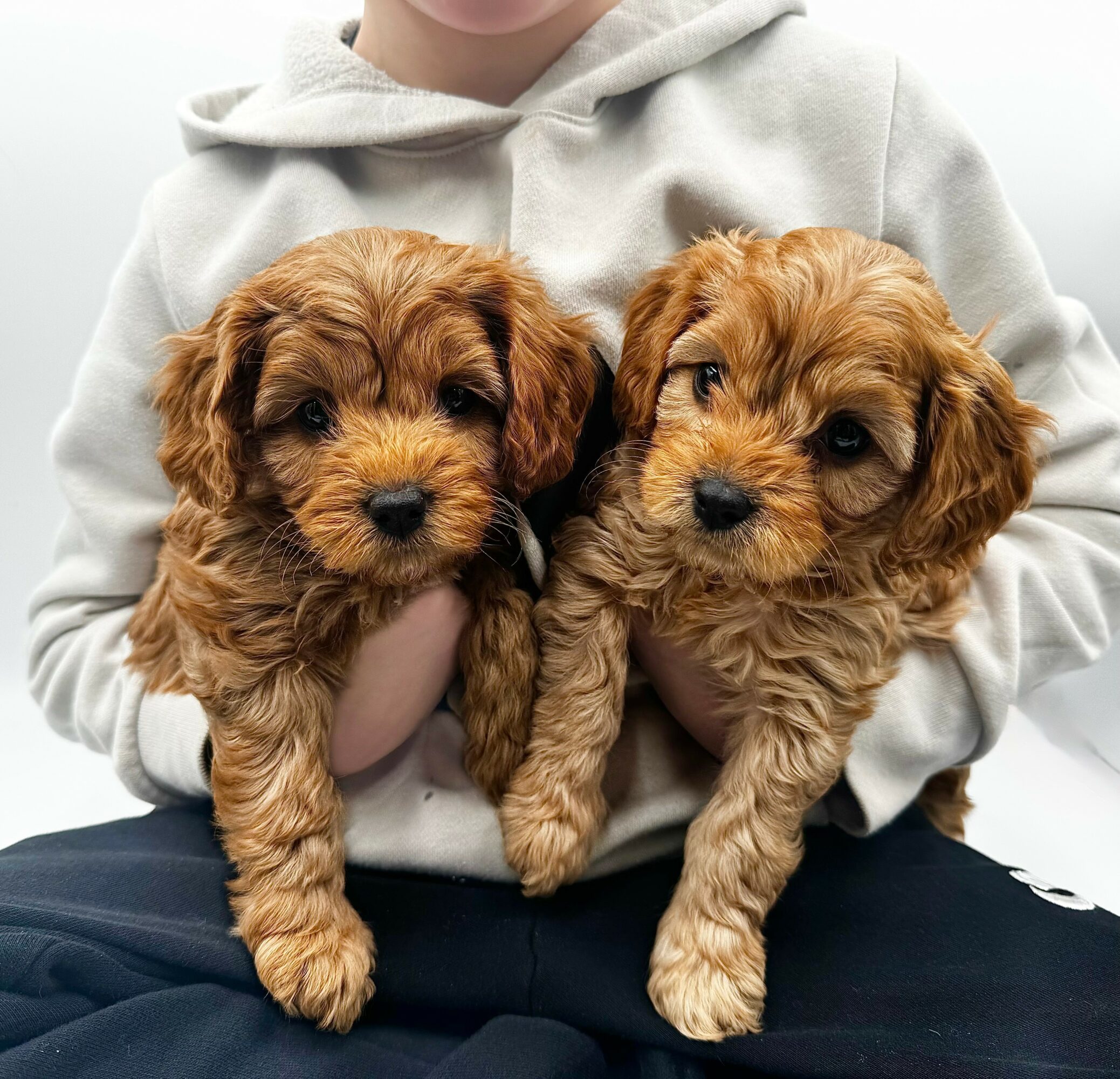 Person holding two small, fluffy puppies with curly fur, wearing a light-colored hoodie, against a plain background.