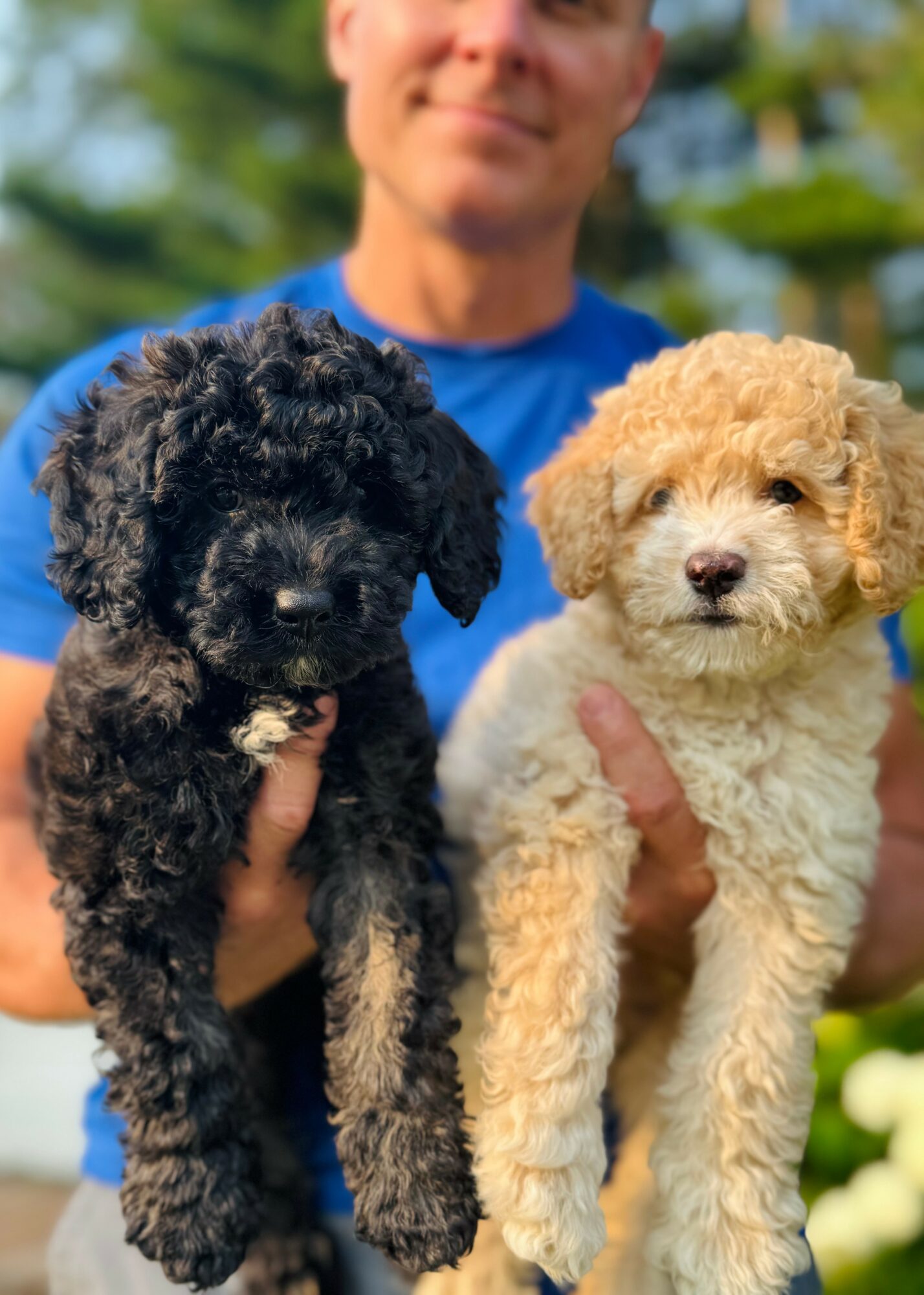 Person holding two puppies outdoors, one black and one cream-colored, with trees in the background.
