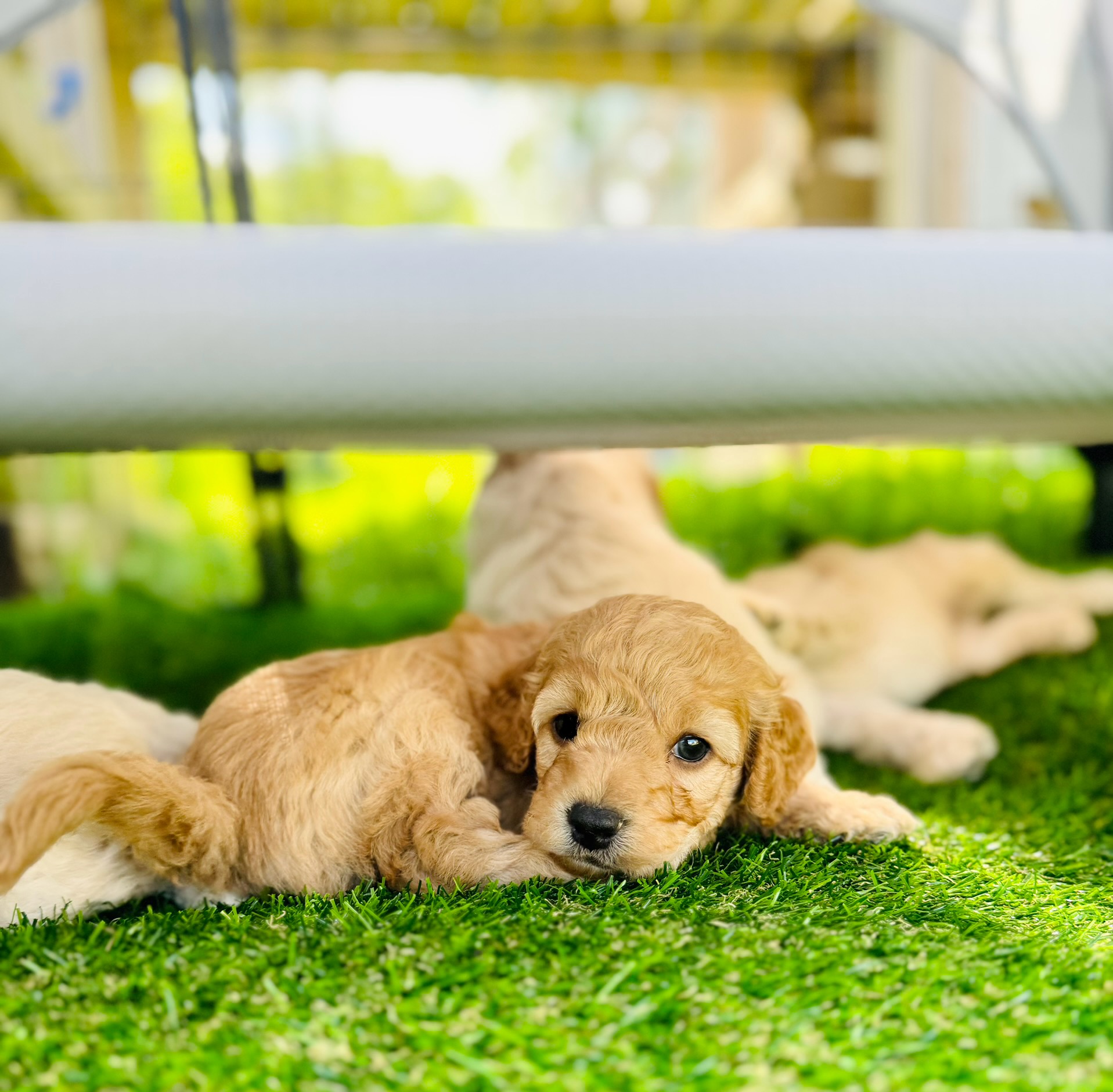 Golden retriever puppy lying on green grass under a white table, looking at the camera.