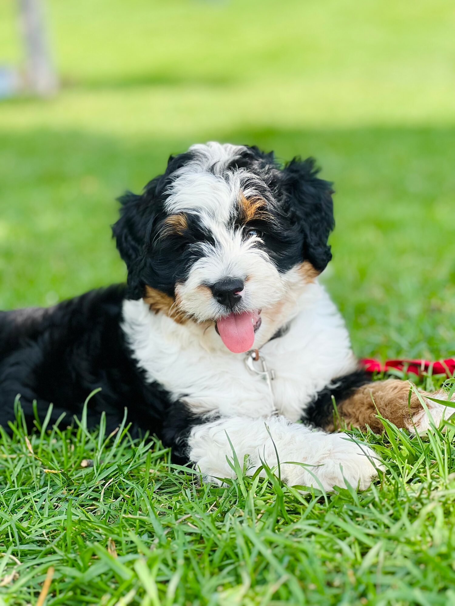 Cute black, white, and brown puppy lying on grass with tongue out, outdoors in a park-like setting.