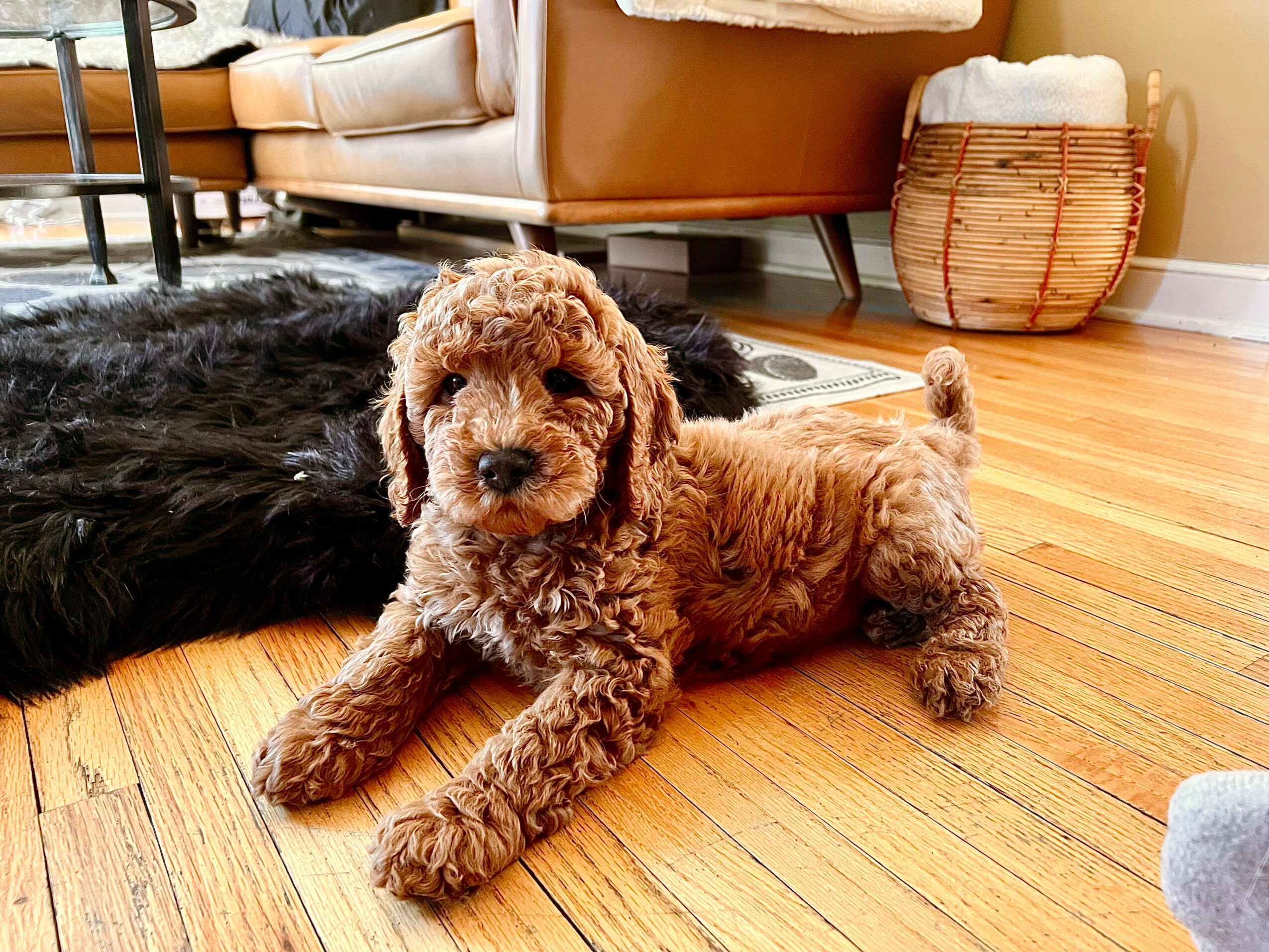 A curly-haired puppy lying on a hardwood floor near a black rug and furniture, looking at the camera.