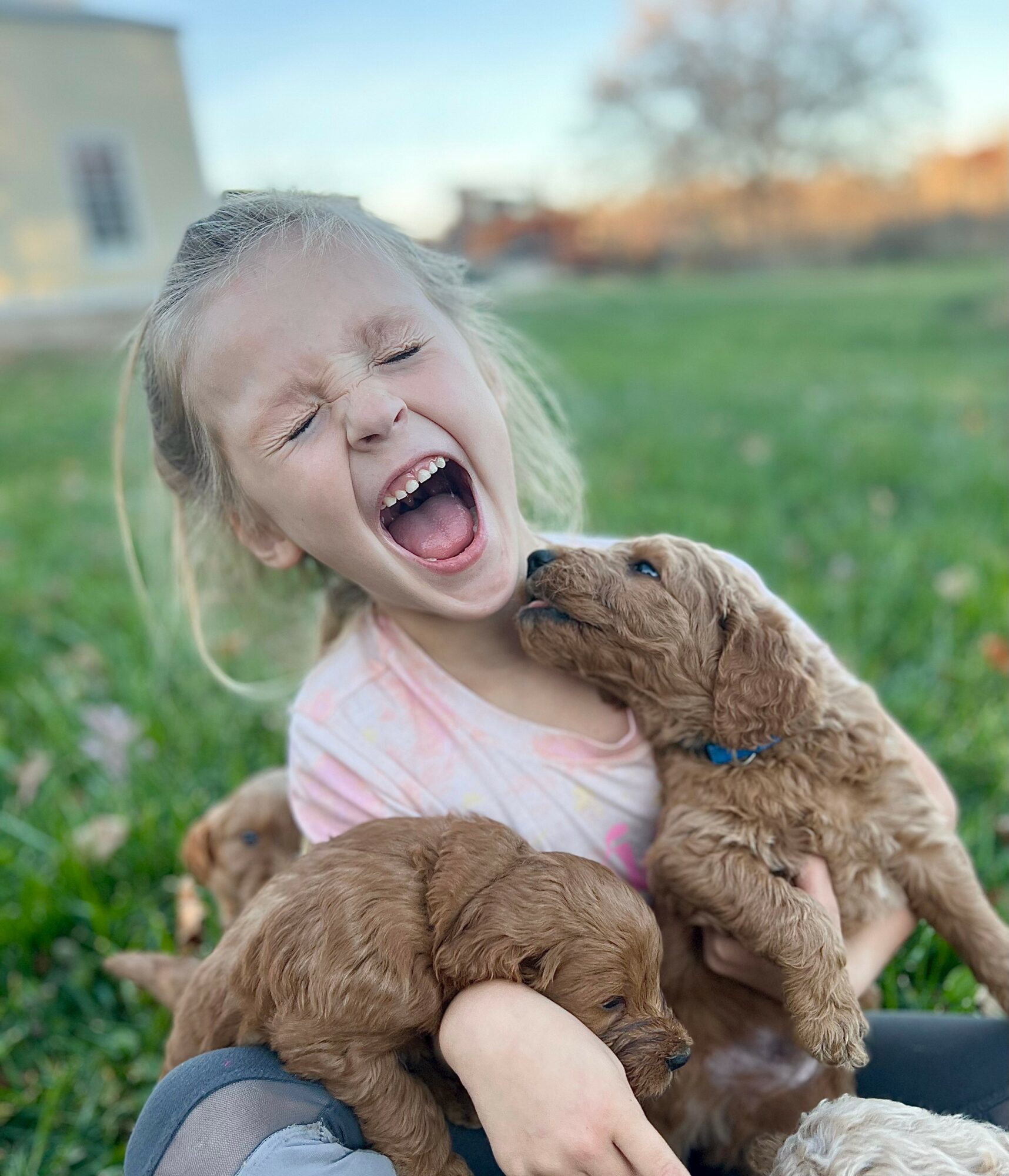 Young girl with blonde hair laughing and holding two small brown puppies outdoors on grass.