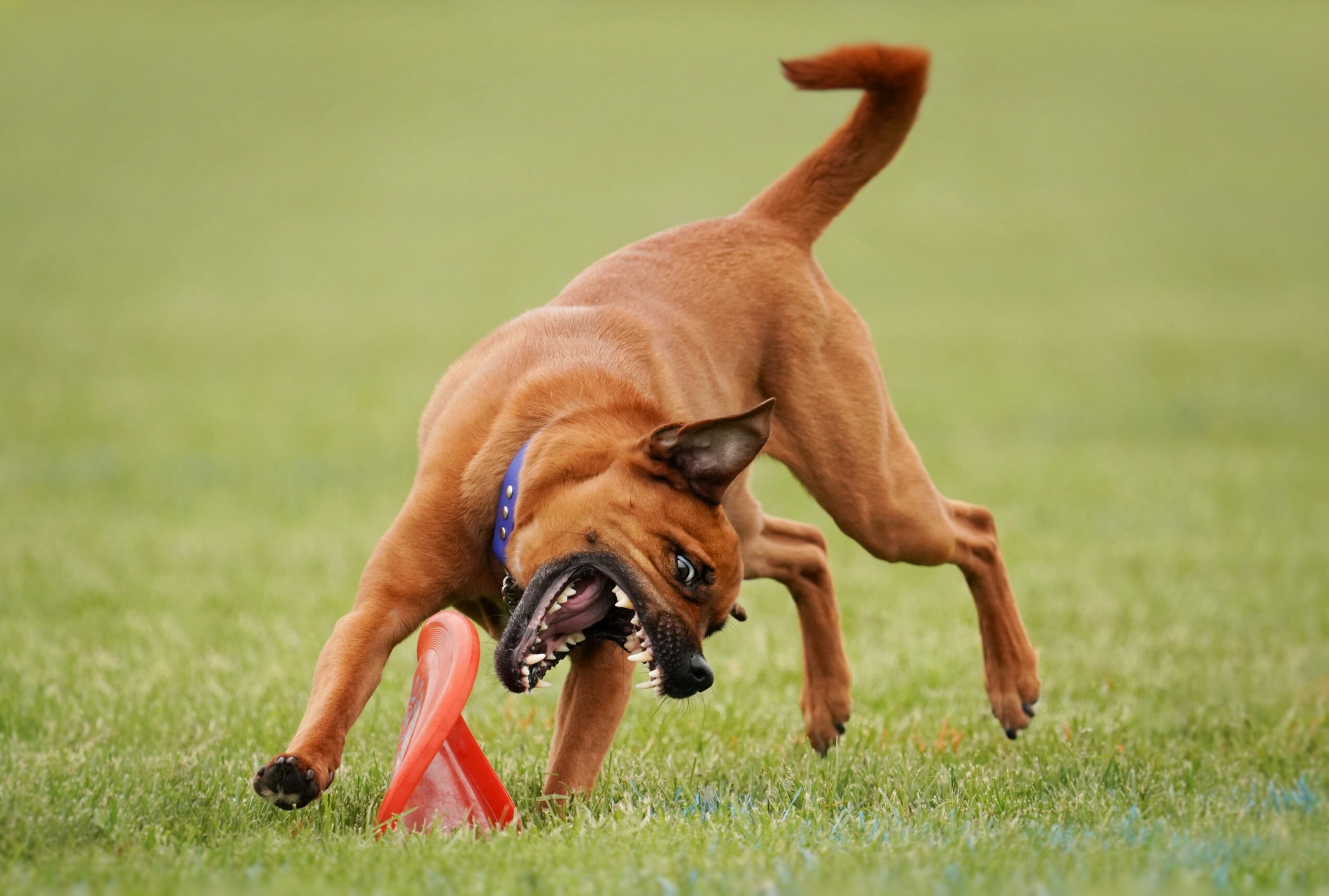 Dog playing with a red toy on grass, head down, tail up, mouth open, in motion.