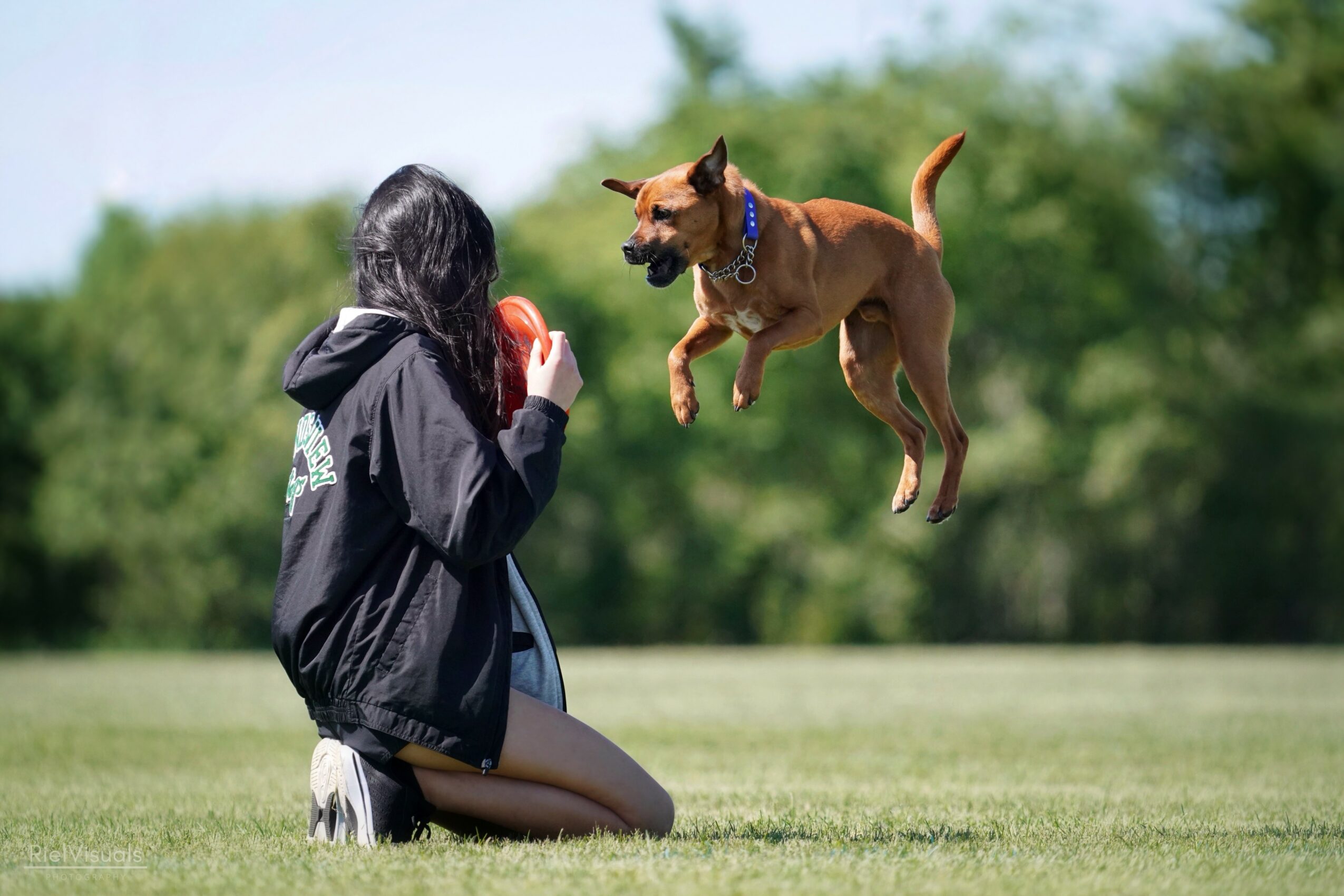 Person kneeling on grass with a dog jumping towards them outdoors, trees in the background, sunny day.