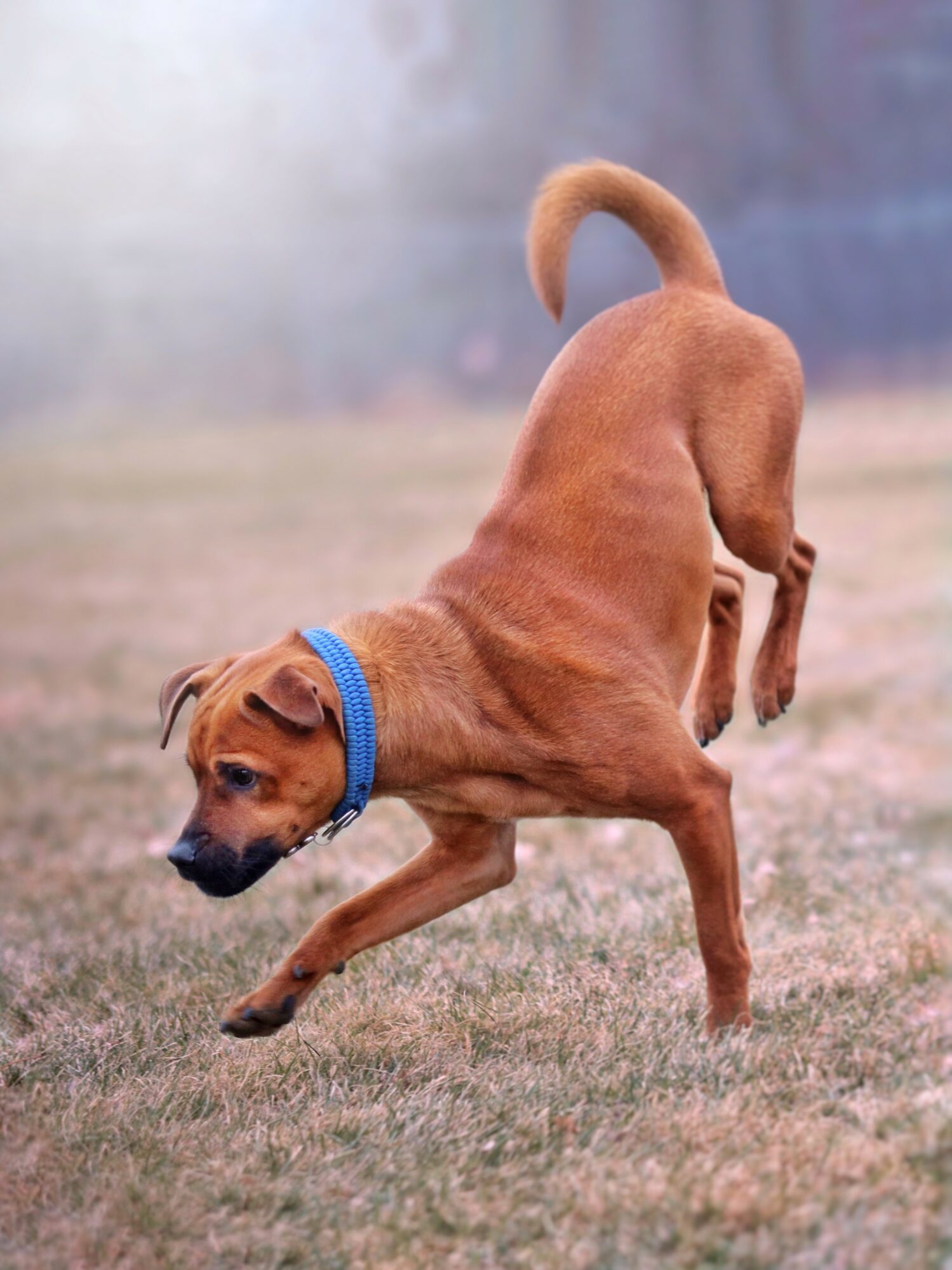 Dog with a blue collar playing on grass, bending down with one paw raised, tail curled upward.