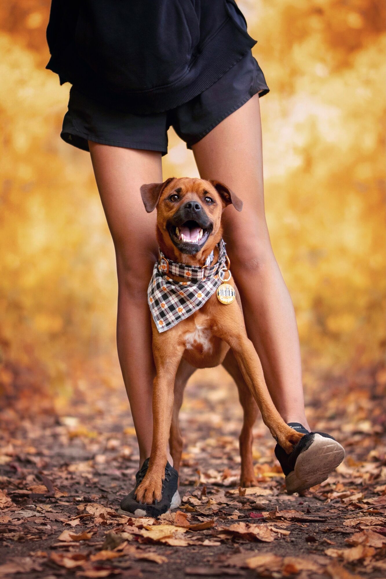 Person standing outdoors with a small dog wearing a plaid bandana, surrounded by fallen leaves, warm background.