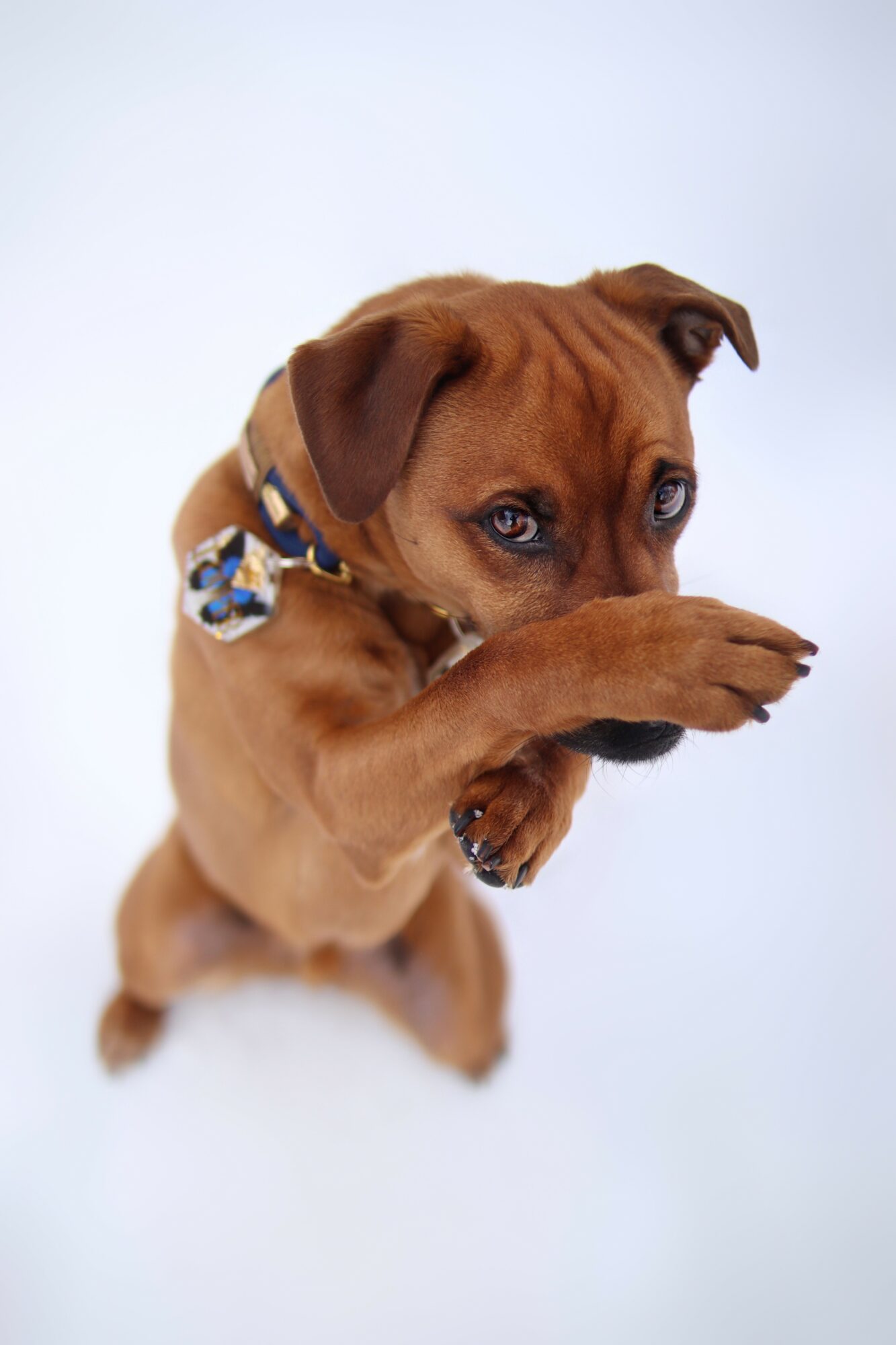 Brown puppy with a patterned collar, raising paw, looking at camera against white background.