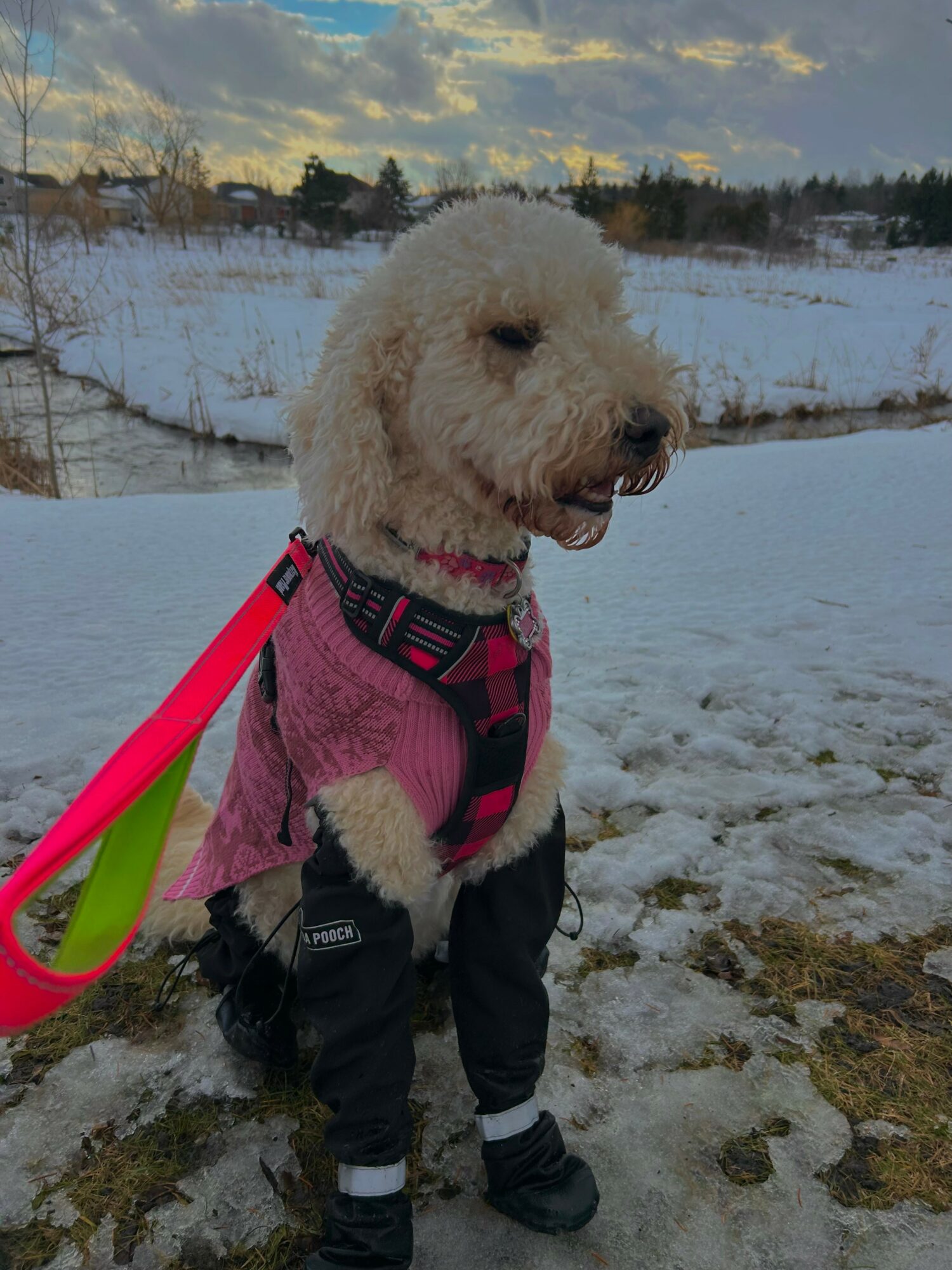 Dog wearing a pink harness and black pants standing outdoors on snow-covered ground with a winter landscape background.