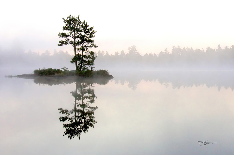 A lone tree on a small island reflected in calm water with fog in the background.
