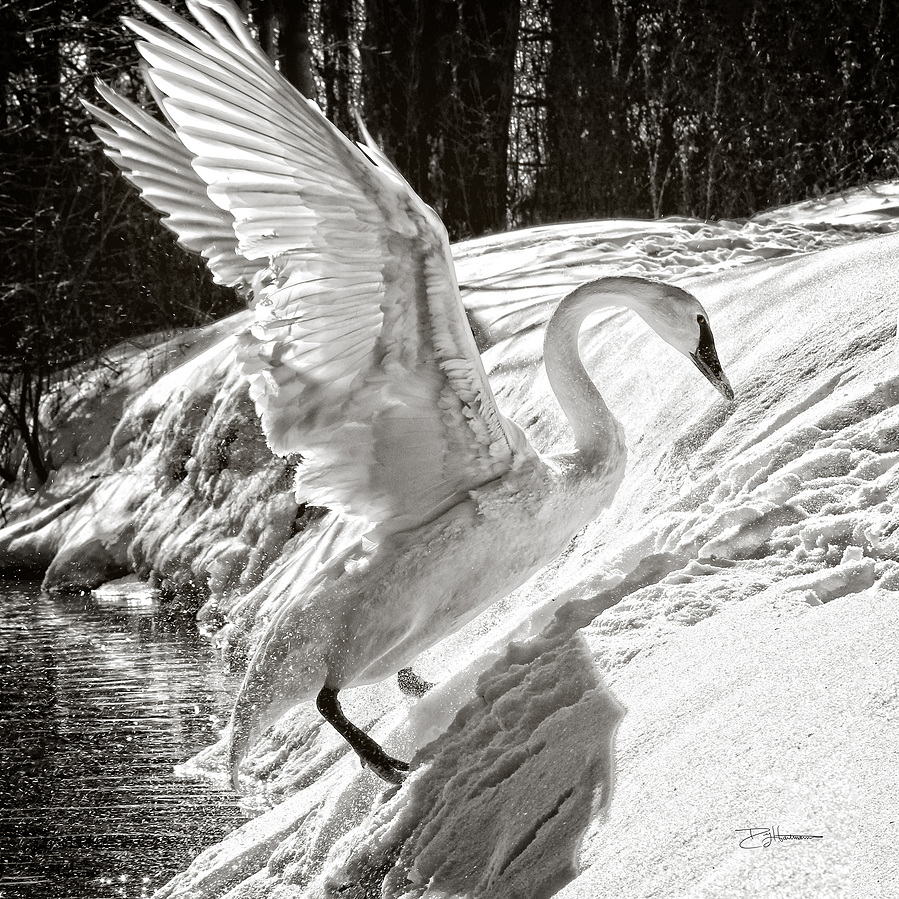 Swan landing on snow near water with wings spread wide, in a snowy forest scene.