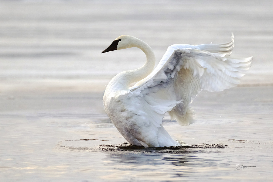 Swan spreading wings while standing in water, with a blurred background.