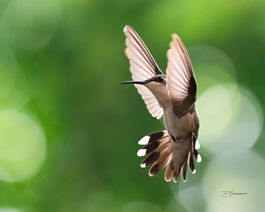 Hummingbird in flight with wings spread, against a green blurred background.