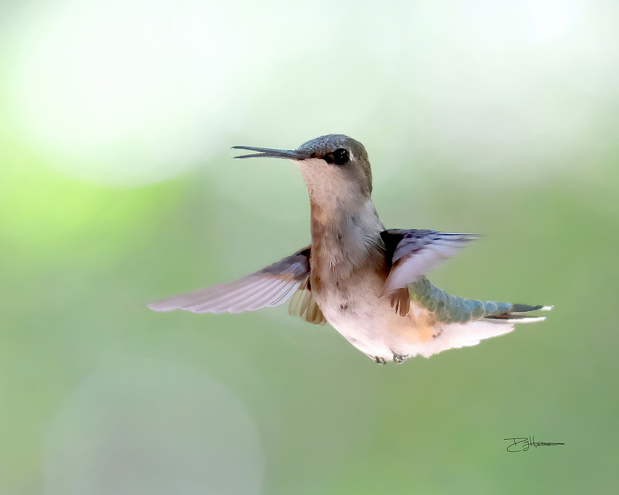Hummingbird in flight with wings spread, background of soft green and white, detailed feathers, long beak, small body.