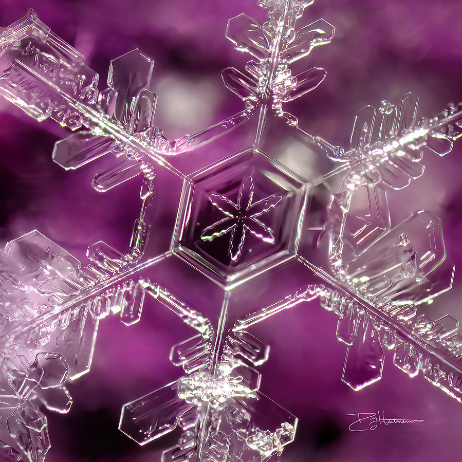Close-up of a detailed snowflake with a purple background, showing intricate crystal patterns and symmetry.