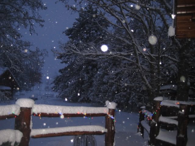 Snow-covered trees and a wooden fence in a snowy outdoor scene at dusk or night.